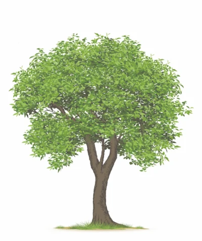 A tree with green leaves on it's branches.